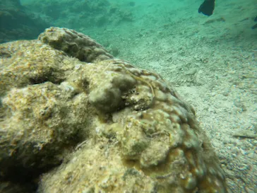 武藤潜水に投稿された画像（2023/10/31）