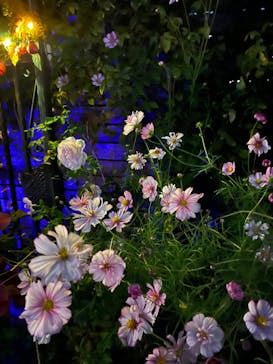 横浜イングリッシュガーデンに投稿された画像（2023/10/31）