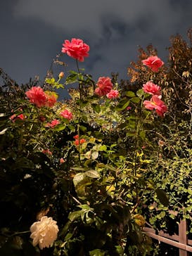 横浜イングリッシュガーデンに投稿された画像（2023/10/31）