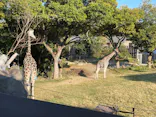 天王寺動物園に投稿された画像（2023/10/31）