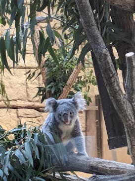 名古屋市東山動植物園に投稿された画像（2023/10/31）