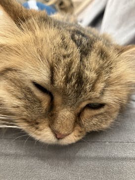 猫カフェモカ　町田ジョルナ店に投稿された画像（2023/10/31）