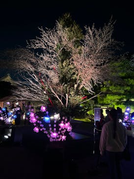 NAKED meets 二条城 2025 観月に投稿された画像（2023/10/31）