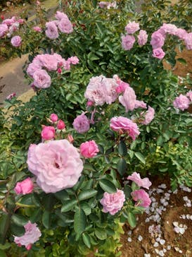 京成バラ園に投稿された画像（2023/10/31）