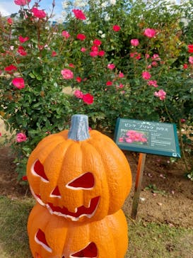 京成バラ園に投稿された画像（2023/10/31）