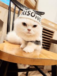 猫カフェモカ　原宿店に投稿された画像（2023/10/31）