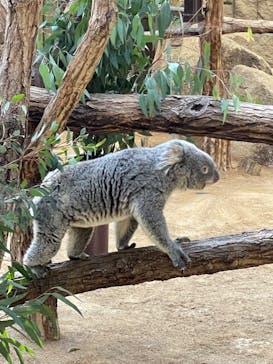 名古屋市東山動植物園に投稿された画像（2023/10/31）