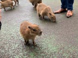 伊豆シャボテン動物公園に投稿された画像（2023/10/31）
