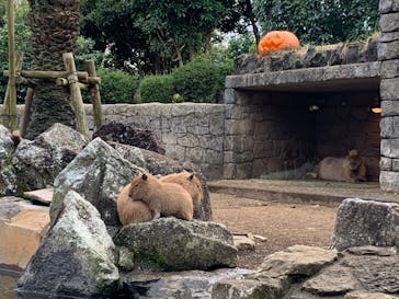伊豆シャボテン動物公園に投稿された画像（2023/10/31）