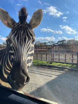 東北サファリパークに投稿された画像（2023/10/31）