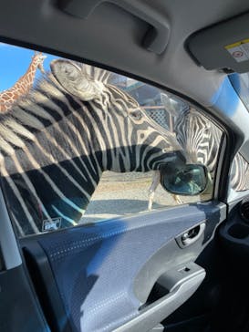 東北サファリパークに投稿された画像（2023/10/31）