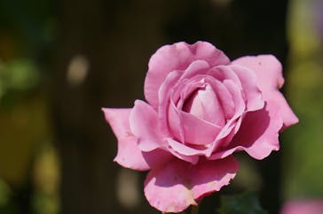 横浜イングリッシュガーデンに投稿された画像（2023/10/31）