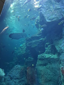 大分マリーンパレス水族館 「うみたまご」に投稿された画像（2023/10/31）