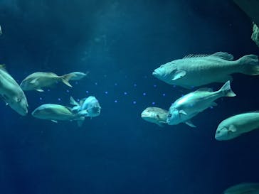 大分マリーンパレス水族館 「うみたまご」に投稿された画像（2023/10/31）
