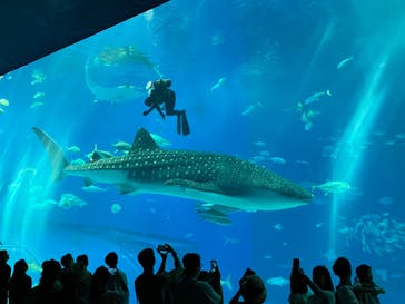 沖縄美ら海水族館に投稿された画像（2023/11/1）