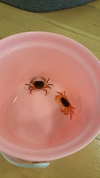 いきもの探検隊湘南に投稿された画像（2023/11/1）