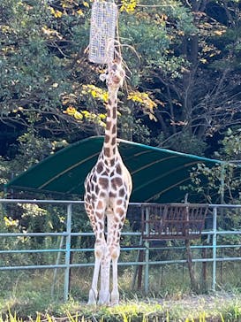 名古屋市東山動植物園に投稿された画像（2023/11/1）