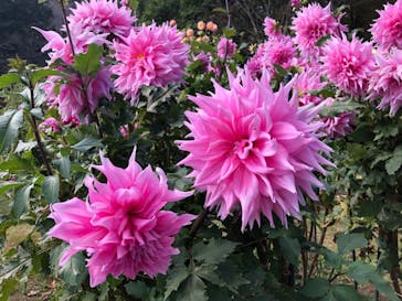 いばらきフラワーパークに投稿された画像（2023/11/1）