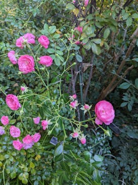 横浜イングリッシュガーデンに投稿された画像（2023/11/1）