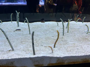 すみだ水族館に投稿された画像（2023/11/1）