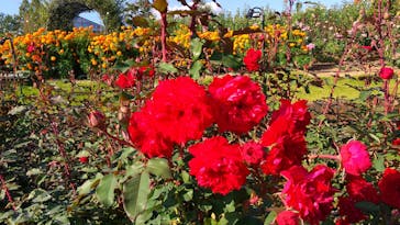 いばらきフラワーパークに投稿された画像（2023/11/1）