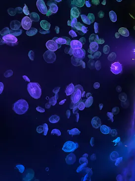 すみだ水族館に投稿された画像（2023/11/1）