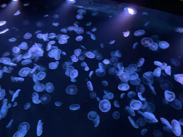 すみだ水族館に投稿された画像（2023/11/1）