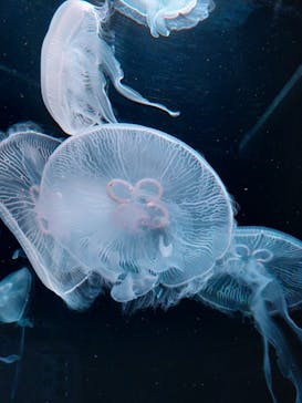 AOAO SAPPOROに投稿された画像（2023/11/1）