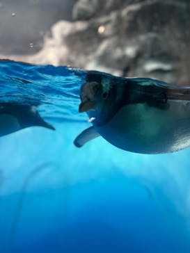 名古屋港水族館に投稿された画像（2023/11/1）