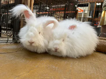 神戸どうぶつ王国に投稿された画像（2023/11/1）