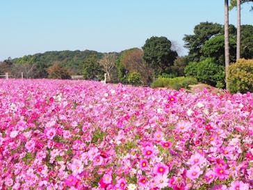 淡路ファームパーク イングランドの丘に投稿された画像（2023/11/1）