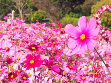 淡路ファームパーク イングランドの丘に投稿された画像（2023/11/1）