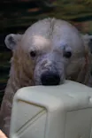 よこはま動物園ズーラシアに投稿された画像（2023/11/2）