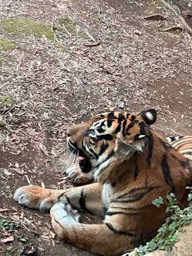 よこはま動物園ズーラシアに投稿された画像（2023/11/1）