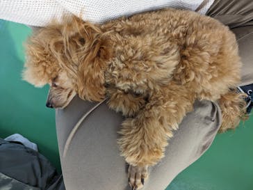 つくばわんわんランドに投稿された画像（2023/11/2）