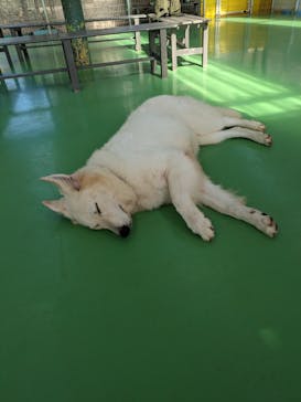 つくばわんわんランドに投稿された画像（2023/11/2）