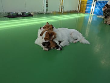 つくばわんわんランドに投稿された画像（2023/11/2）