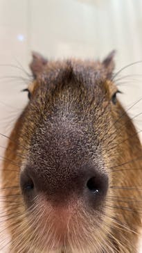 アニタッチアクアシティお台場に投稿された画像（2023/11/2）