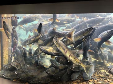 サケのふるさと 千歳水族館に投稿された画像（2023/11/2）