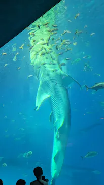 武藤潜水に投稿された画像（2023/11/2）