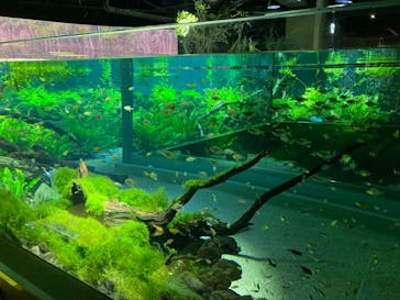 カワスイ 川崎⽔族館に投稿された画像（2023/11/2）