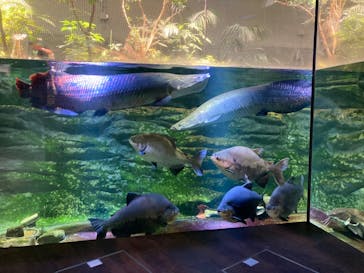 カワスイ 川崎⽔族館に投稿された画像（2023/11/2）