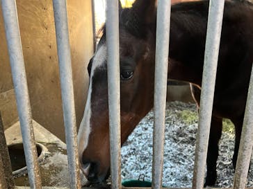 ノーザンホースパークに投稿された画像（2023/11/2）