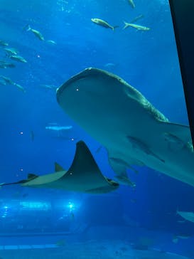 沖縄美ら海水族館に投稿された画像（2023/11/2）