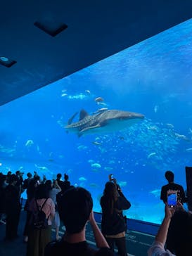 沖縄美ら海水族館に投稿された画像（2023/11/2）