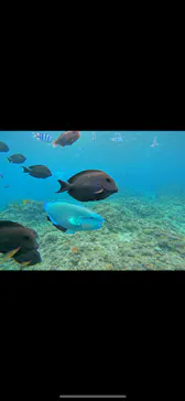 武藤潜水に投稿された画像（2023/11/2）