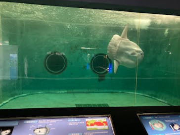 鴨川シーワールドに投稿された画像（2023/11/2）