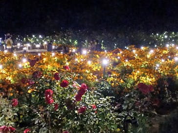 いばらきフラワーパークに投稿された画像（2023/11/2）