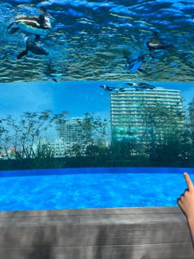 サンシャイン水族館に投稿された画像（2023/11/2）
