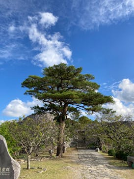 今帰仁城跡に投稿された画像（2023/11/2）